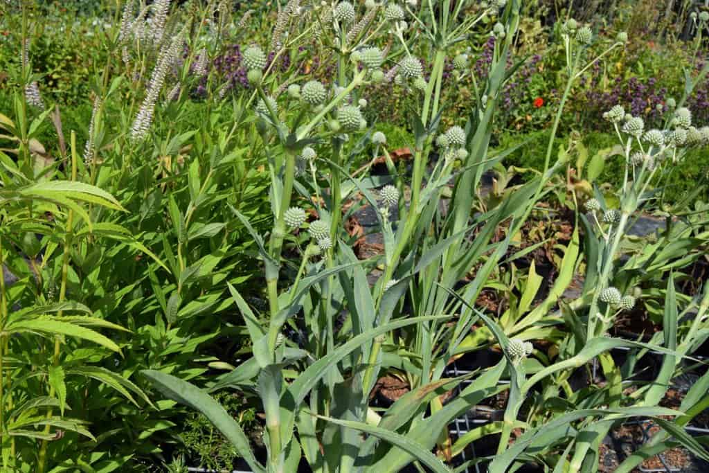 Eryngium yuccifolium ---